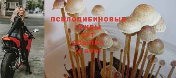 индика Алзамай